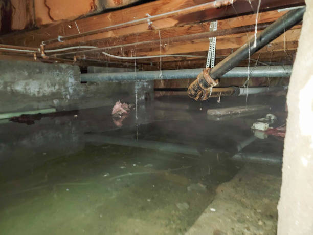 Best Carpet water damage restoration  in Rossmoor, CA